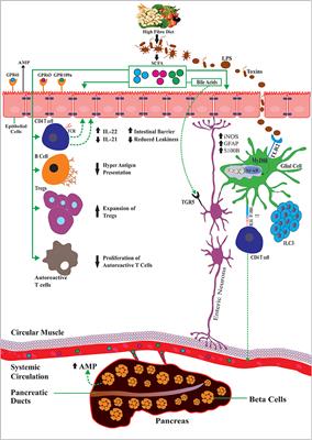 Dietary SCFAs, IL-22, and GFAP: The Three Musketeers in the Gut–Neuro–Immune Network in Type 1 Diabetes